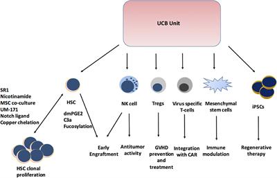 Umbilical Cord Blood Transplants: Current Status and Evolving Therapies